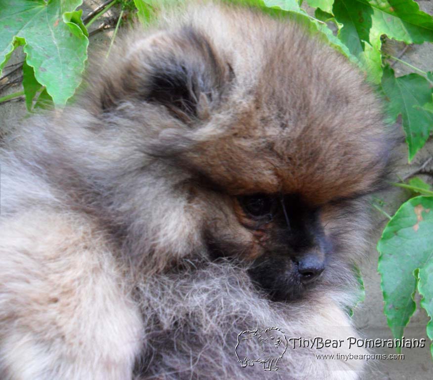 TinyBear Pomeranians Breeding Kennel in Toronto Ontario Canada